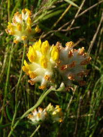 Anthriscus sylvestris